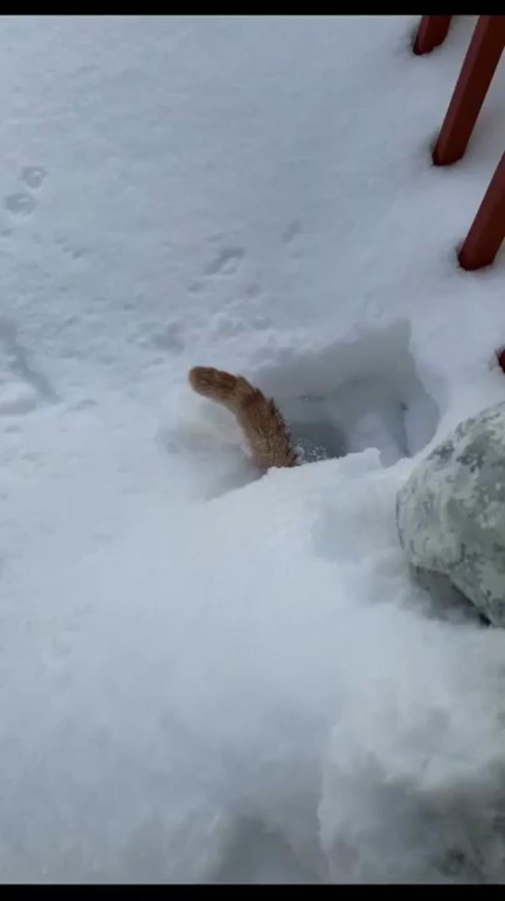 Curiosity froze the cat; funny cute cats