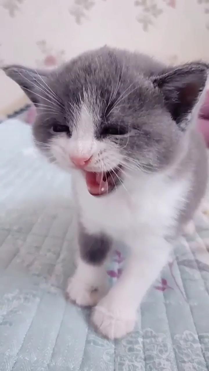 Cute baby cat moments; cute kitty  on tiktok by  gogofunny