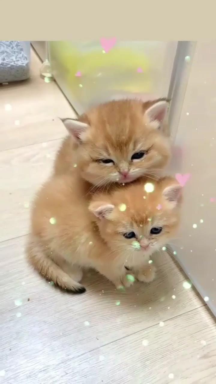 Cute cat,, aesthetic cat; kittens cutest baby