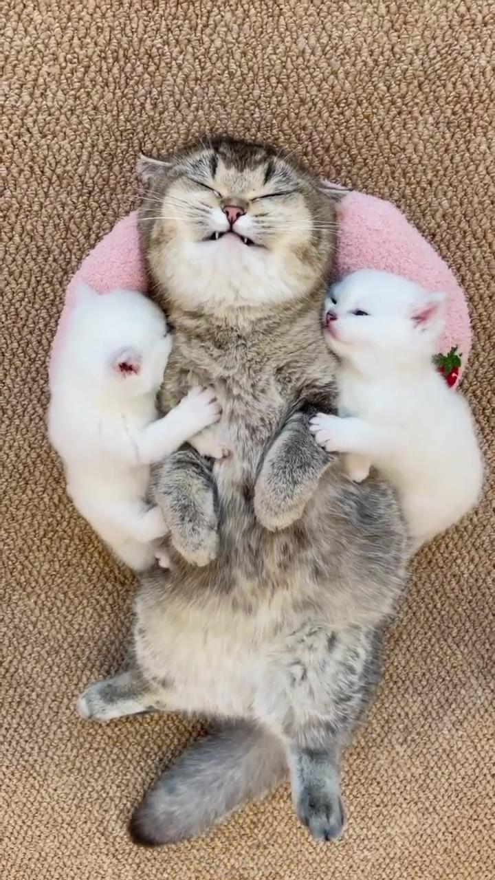 Cute cat baby's; cute little kittens