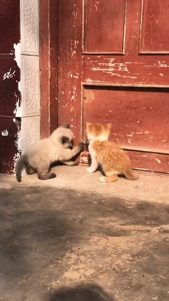 Cute cat; cute little kittens