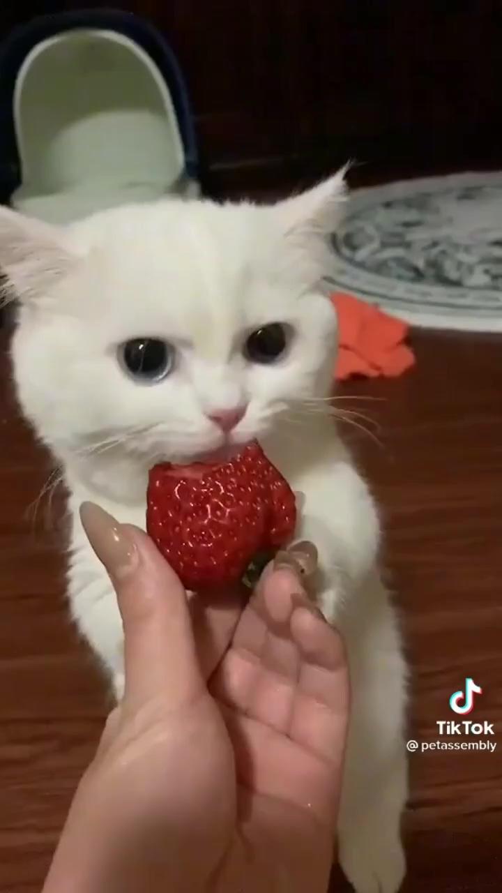 Cute cat eating strawberry; when to stop they don't know