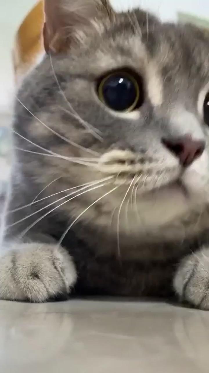 Cute cat eye,, cute cat video,, cat,,; so cute