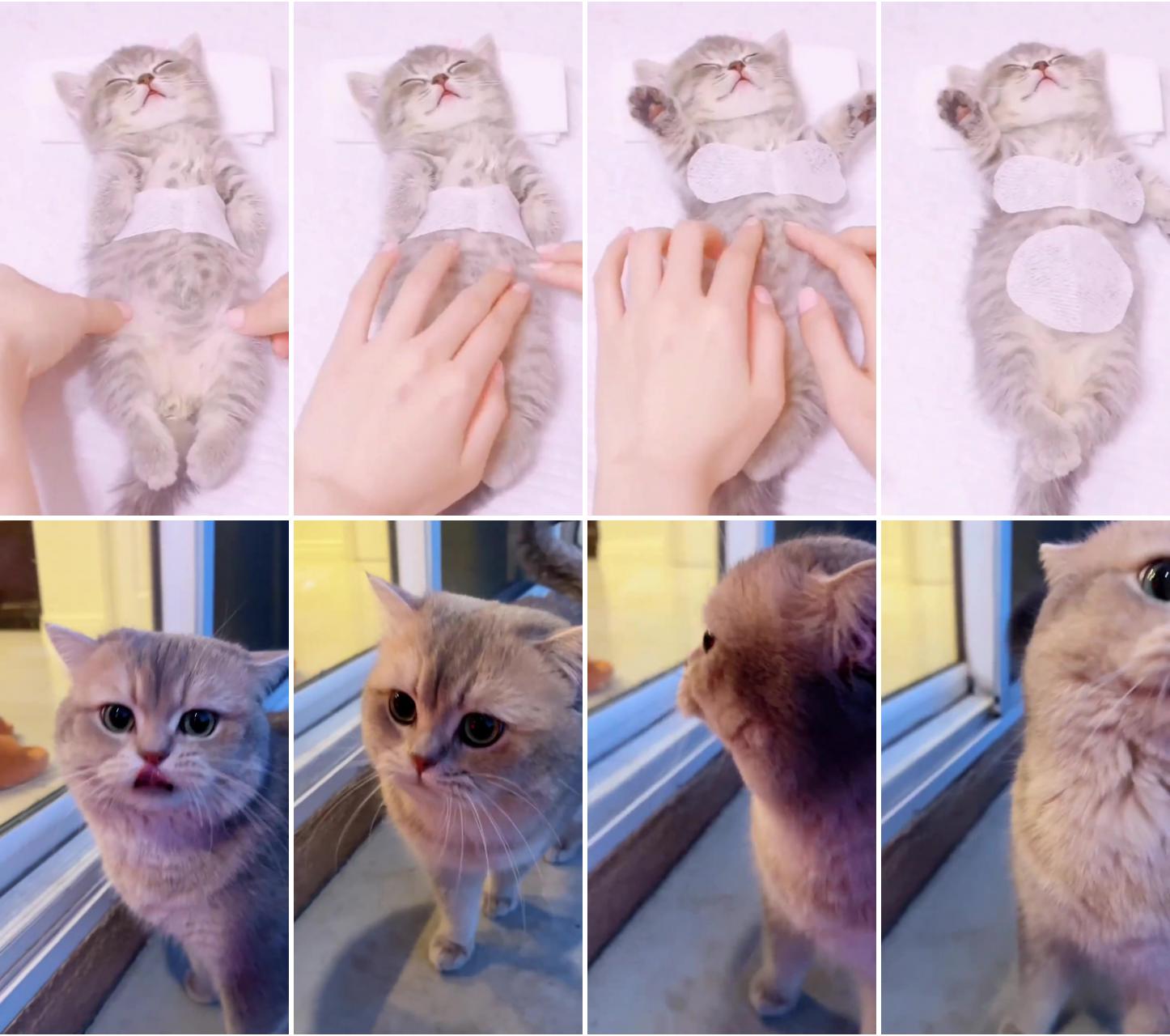 Cute cat massage; cutes cats part 30