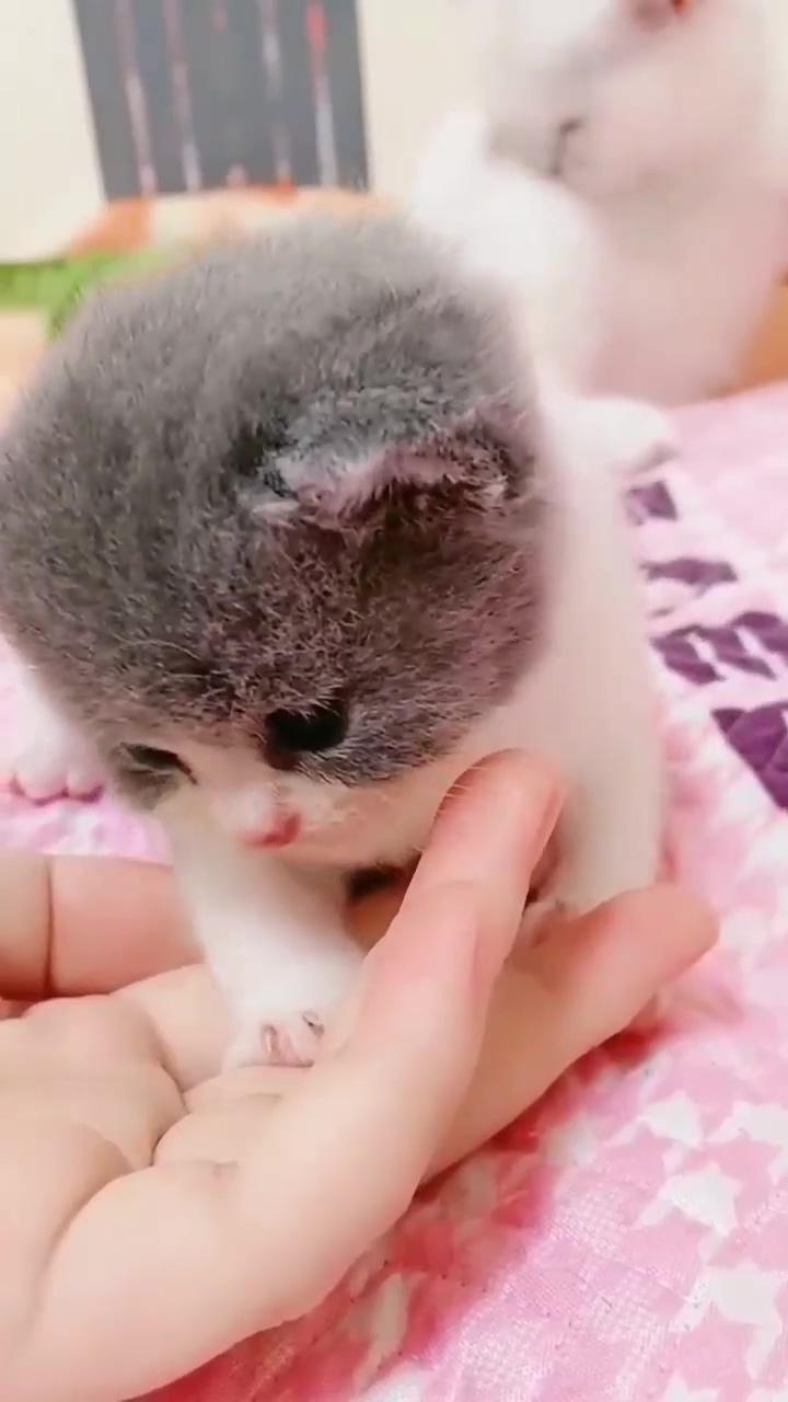 Cute funny kitten video compilation; cute little kittens