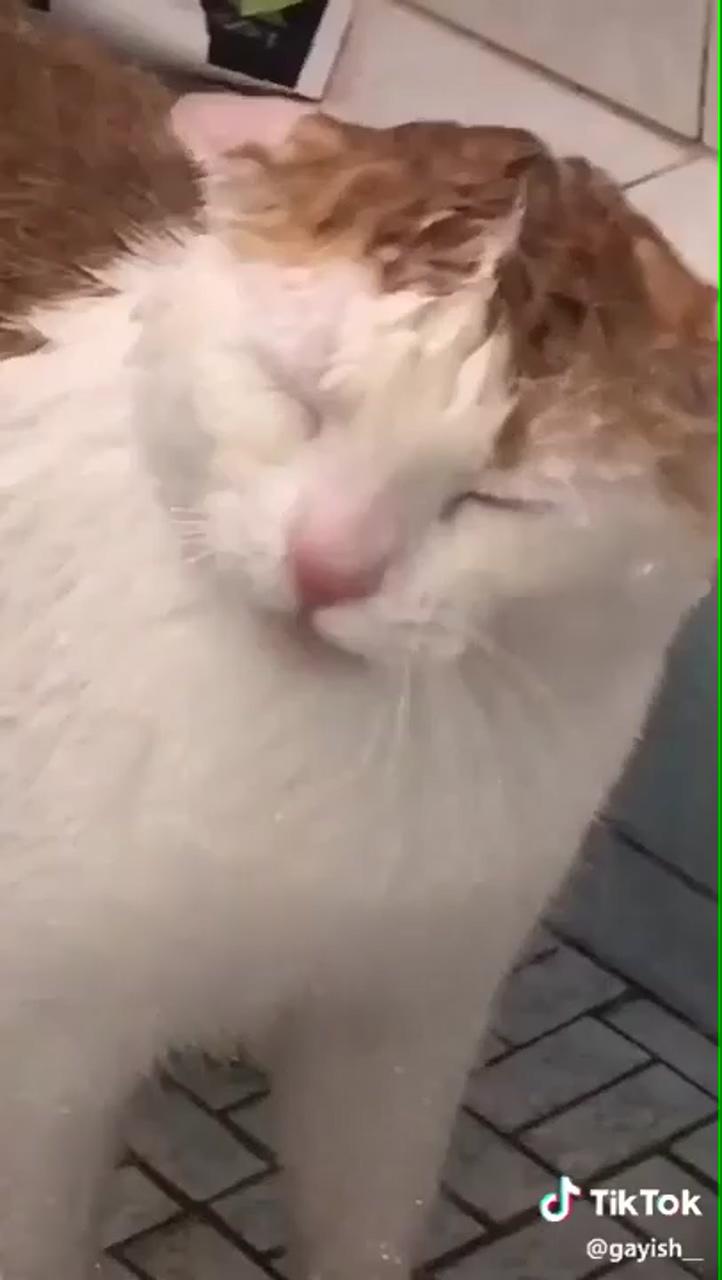 Cute kitten; cat. exe has now shut down wait for the end