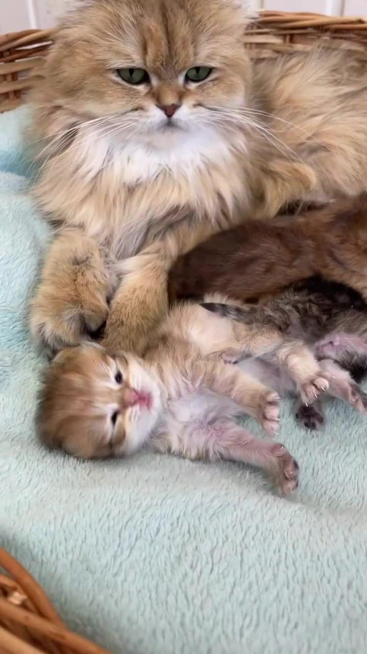 Cute kitten gif; cute baby cats