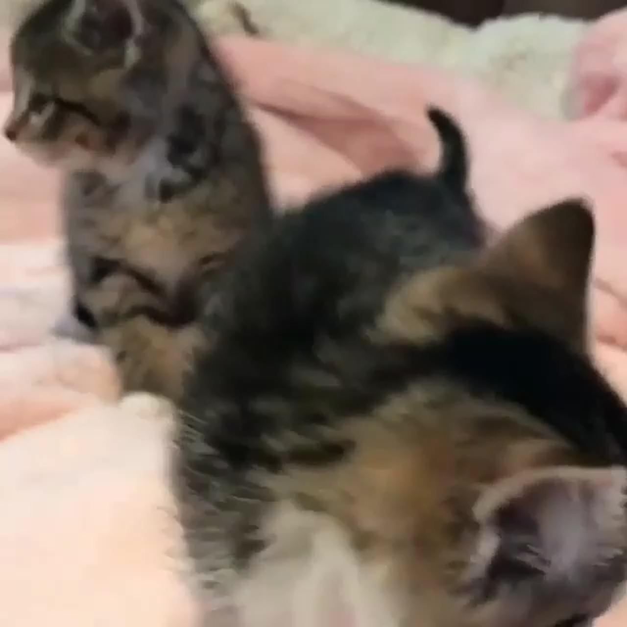 Cute kitten pair; cute little kittens