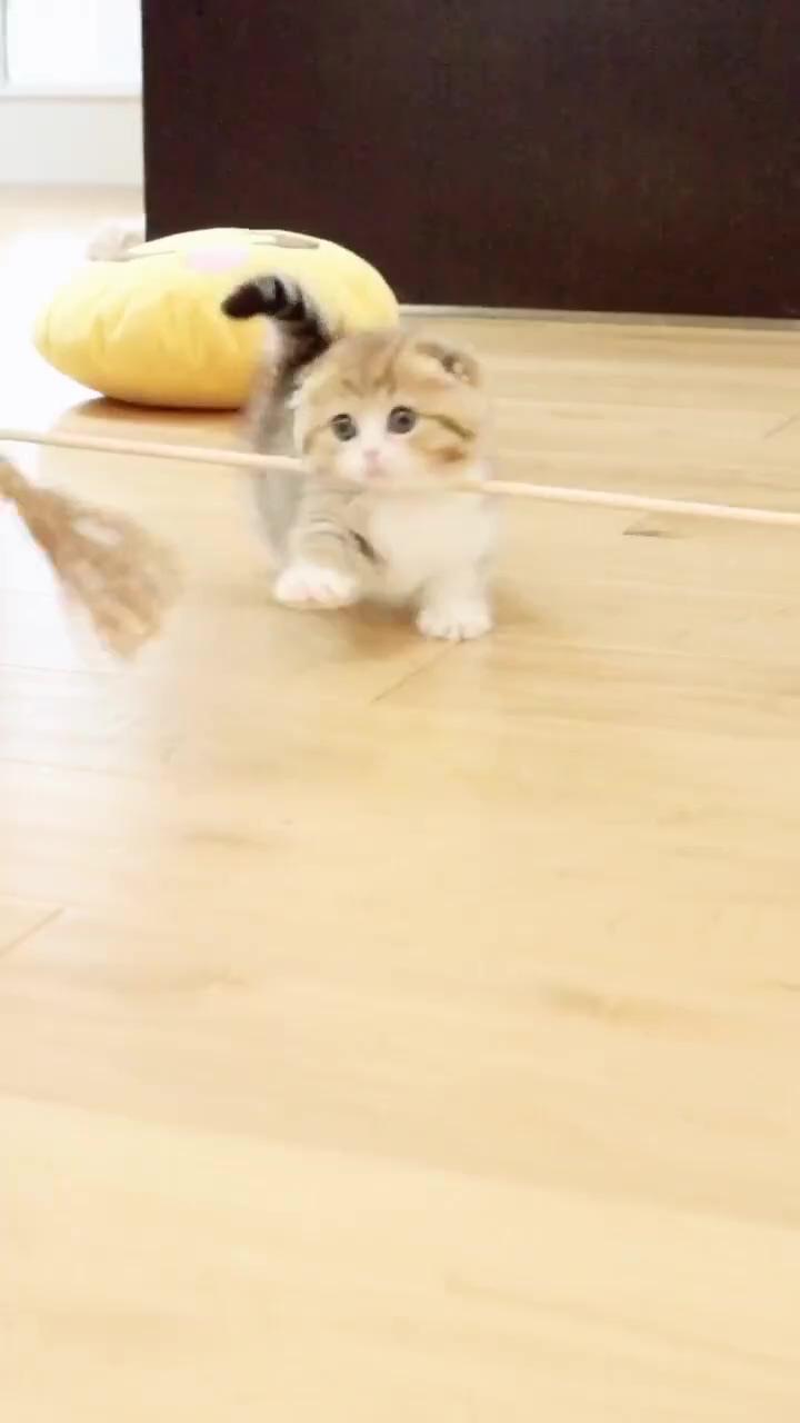 Cute kitten playing, happy pets, pets care, cute baby animals, cat lovers, scottish fold; happy animals