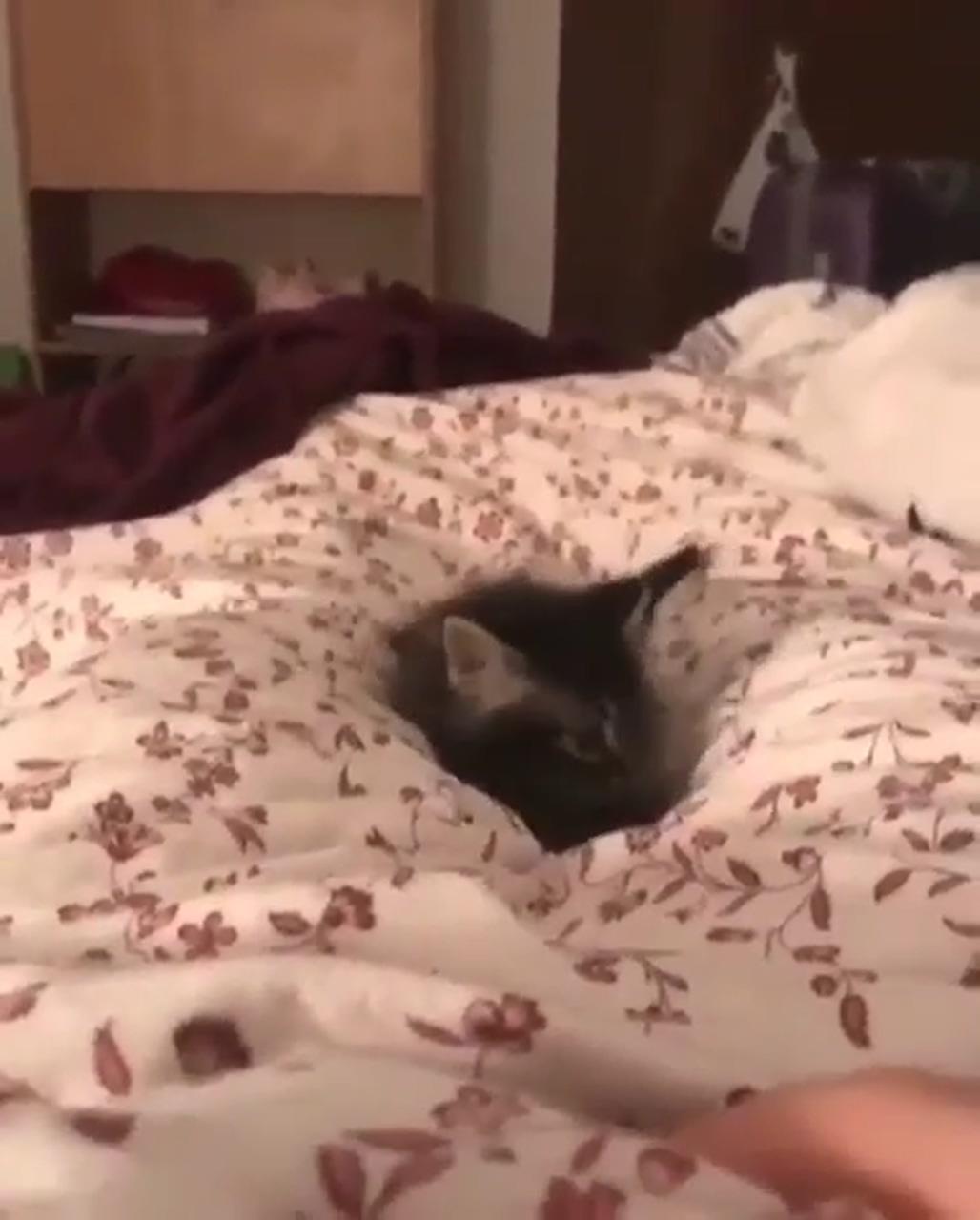 Cute kitten playing in bed; cute little kittens