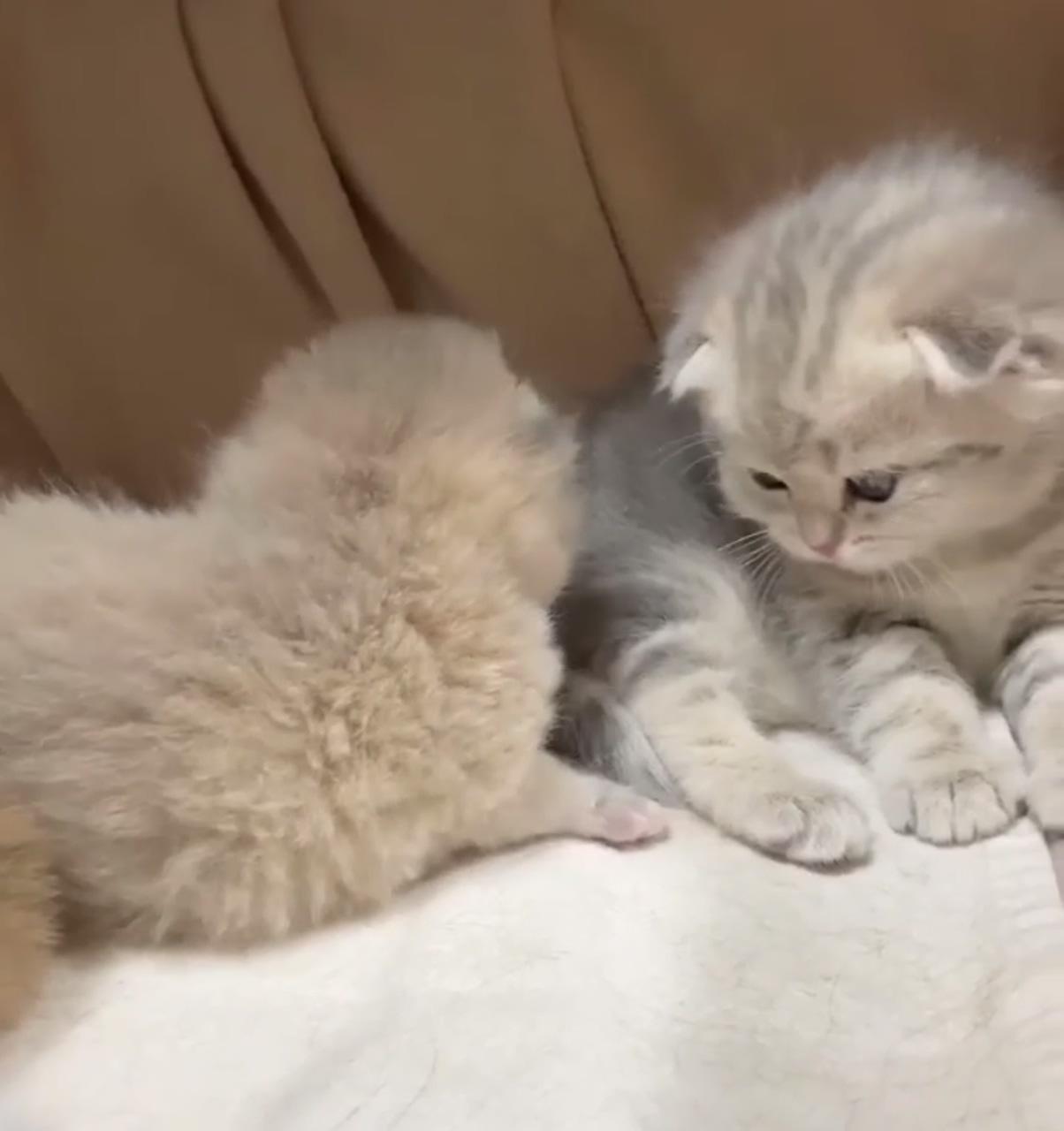 Cute kitten video ; big animals