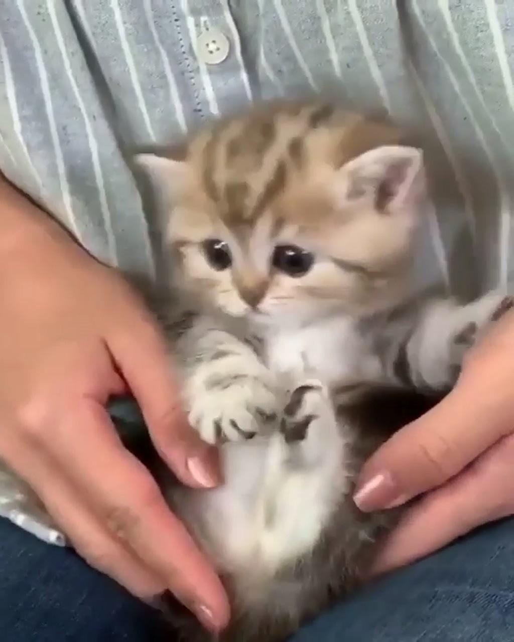 Cute kittens; cute little kittens