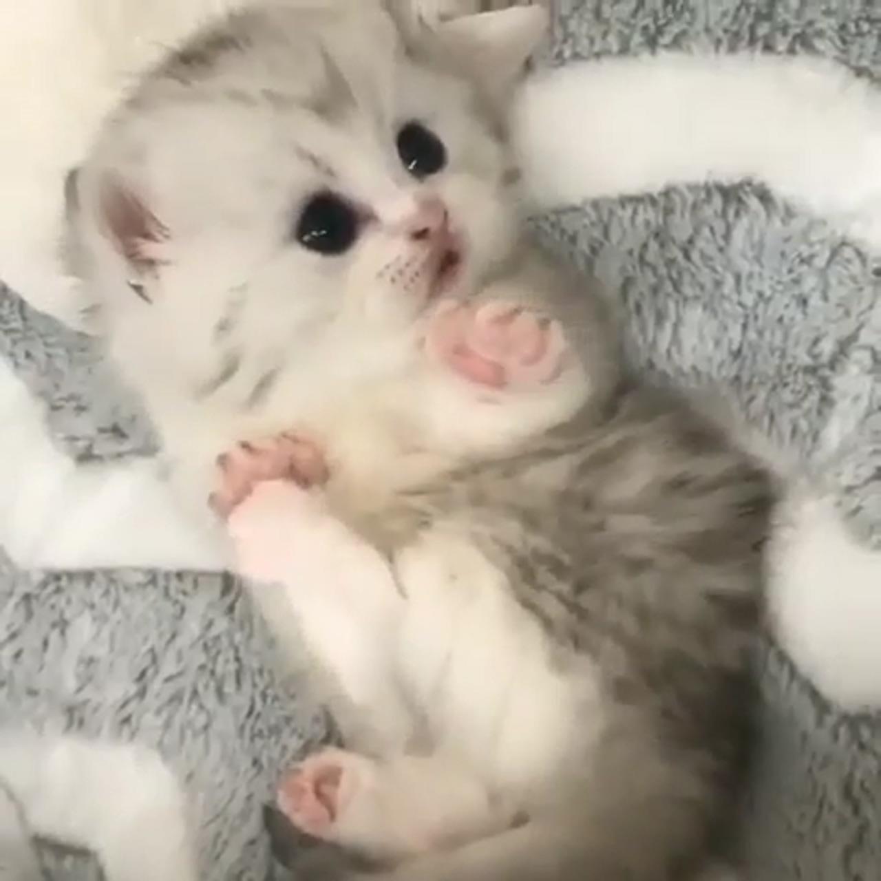 Cute kittens; kittens cutest baby