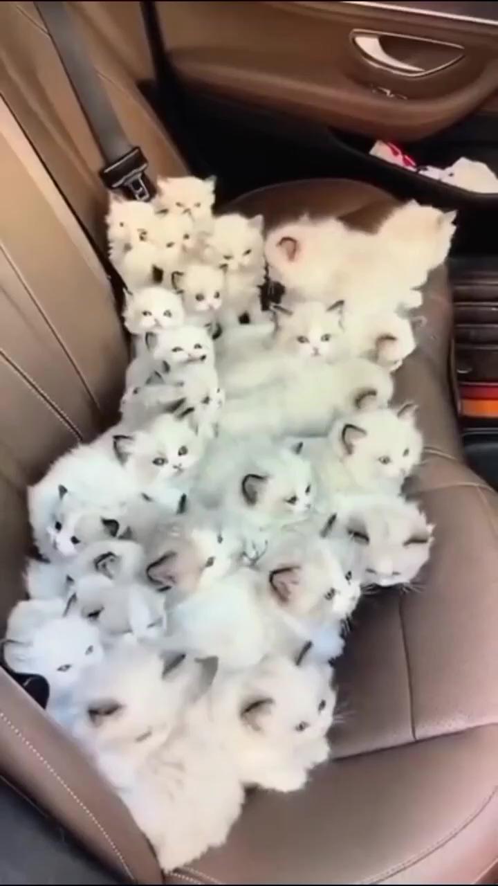 Cute kittens videos that'll melt your heart ; i meawww you