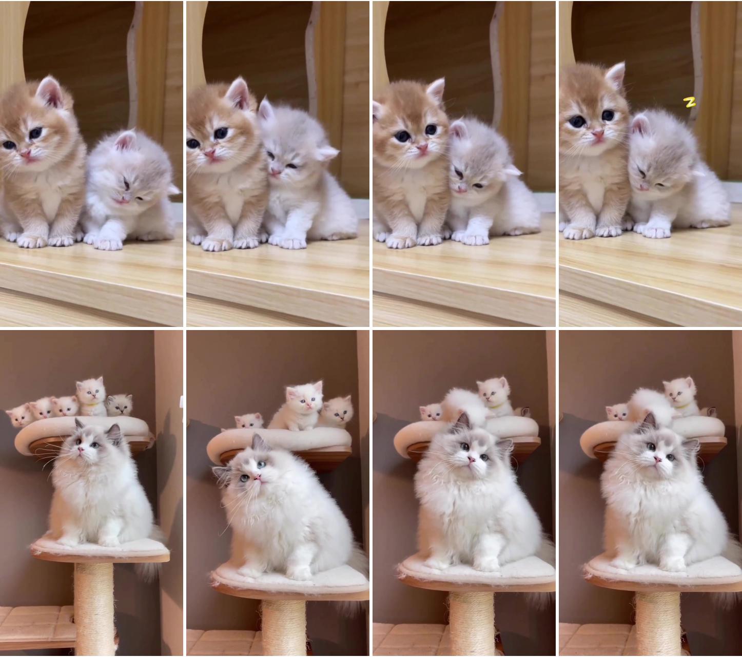 Cute kitties; cute little kittens