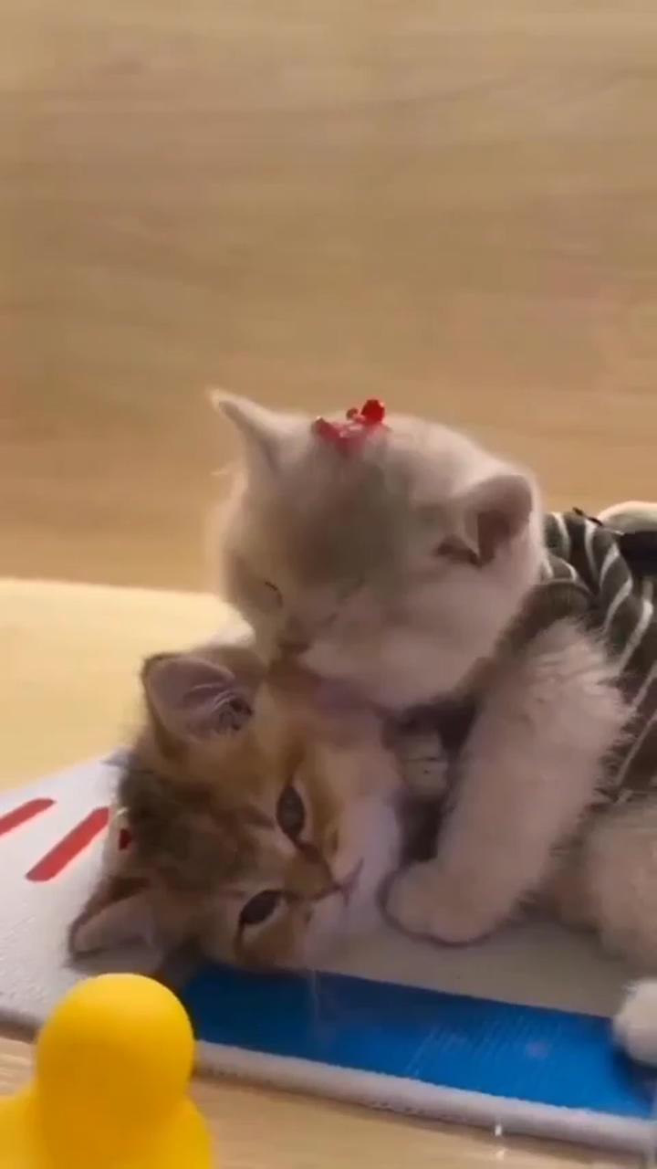 Cute little kittens; cute kitten gif
