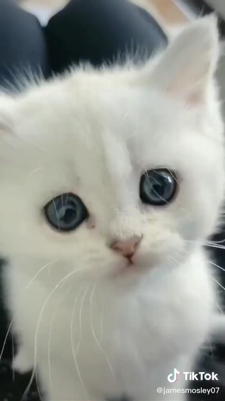 Cute white kitten; funny cat|cute pets|funny pets|cute cats
