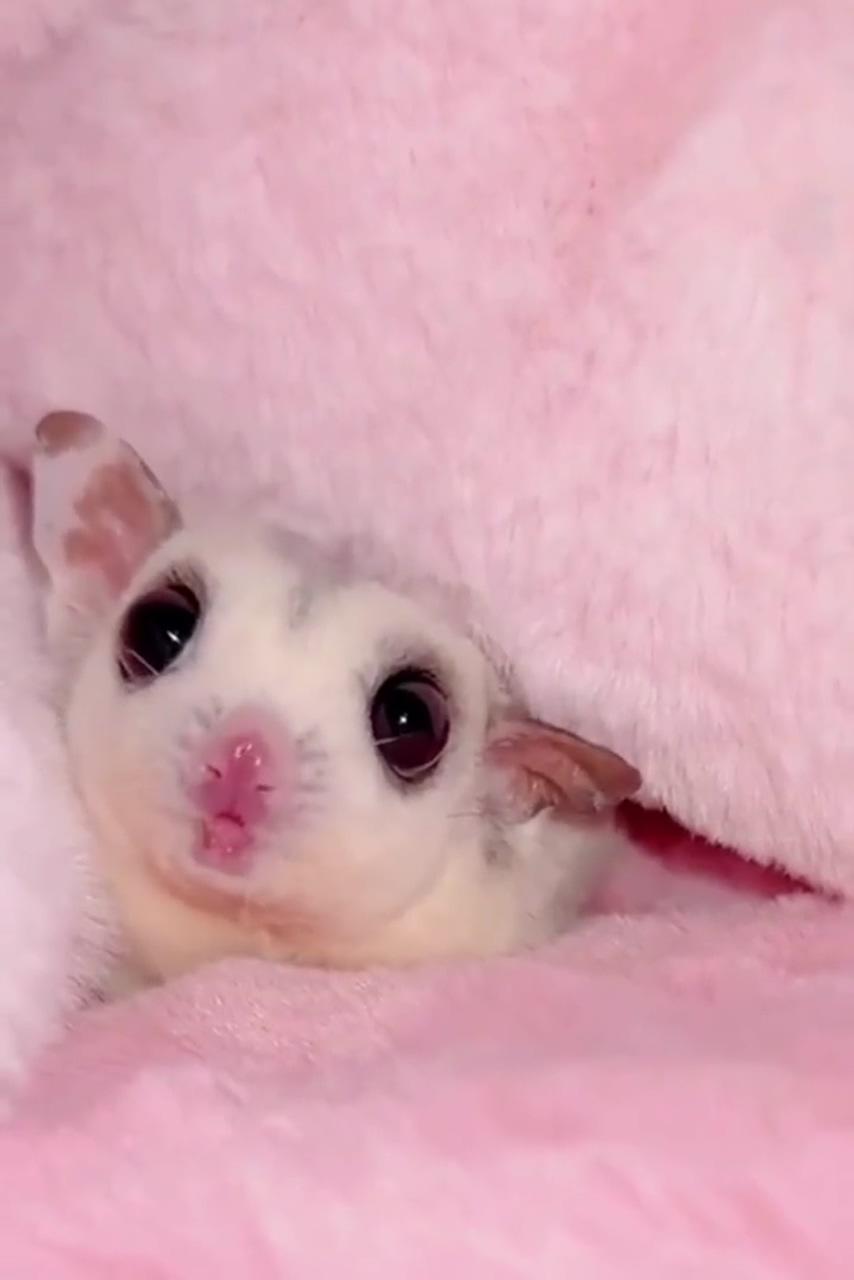 Cuteness of sugar gliders: your perfect pet companion; cute small animals