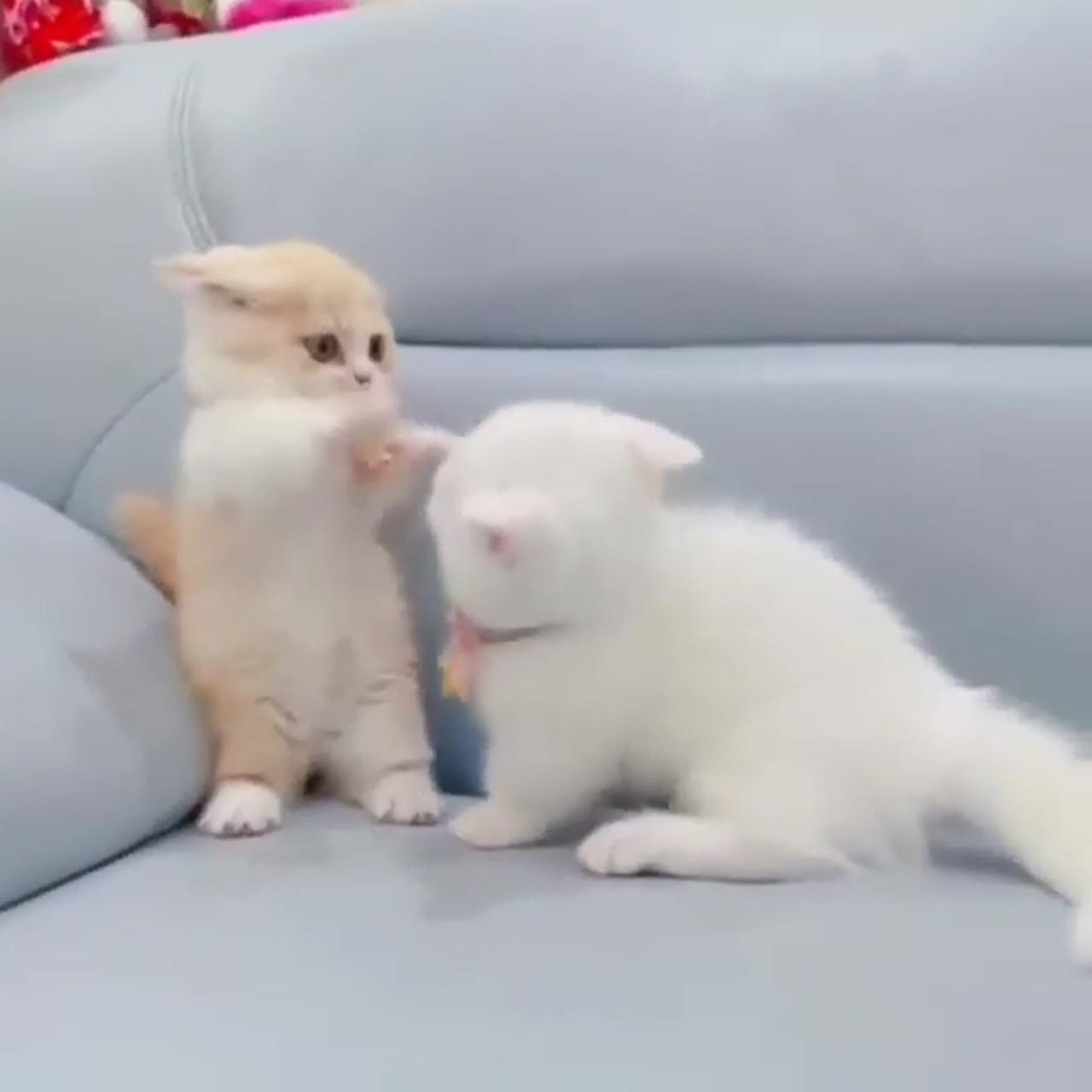 Cutest fight ever; small kittens
