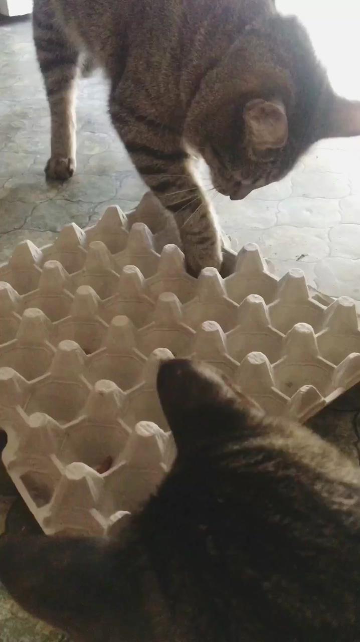 Diy cat treats game; homemade cat treats