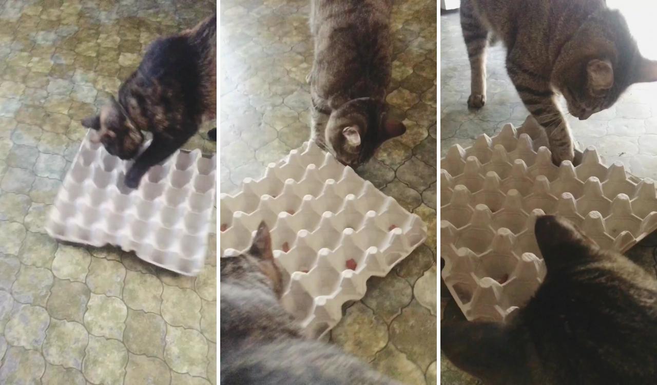 Diy cat treats game; homemade cat treats