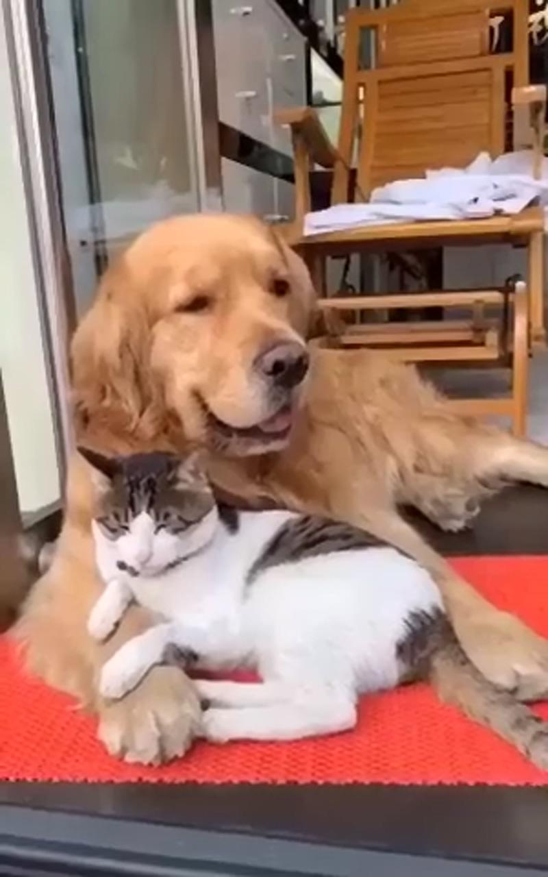 Dog in love with a cat; funny dog videos