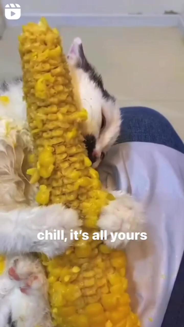 Eating corn; funny cute cats