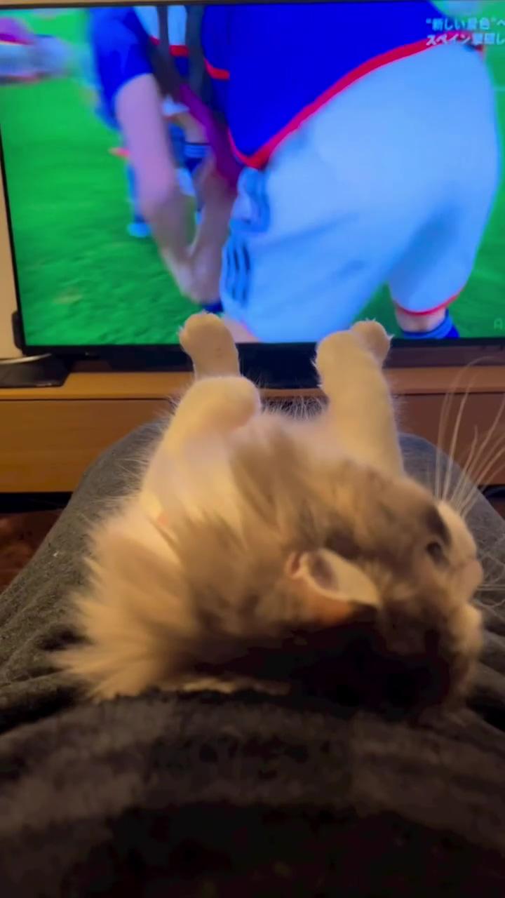 Football is not interesting for this kitty - videos with pets; cute little kittens