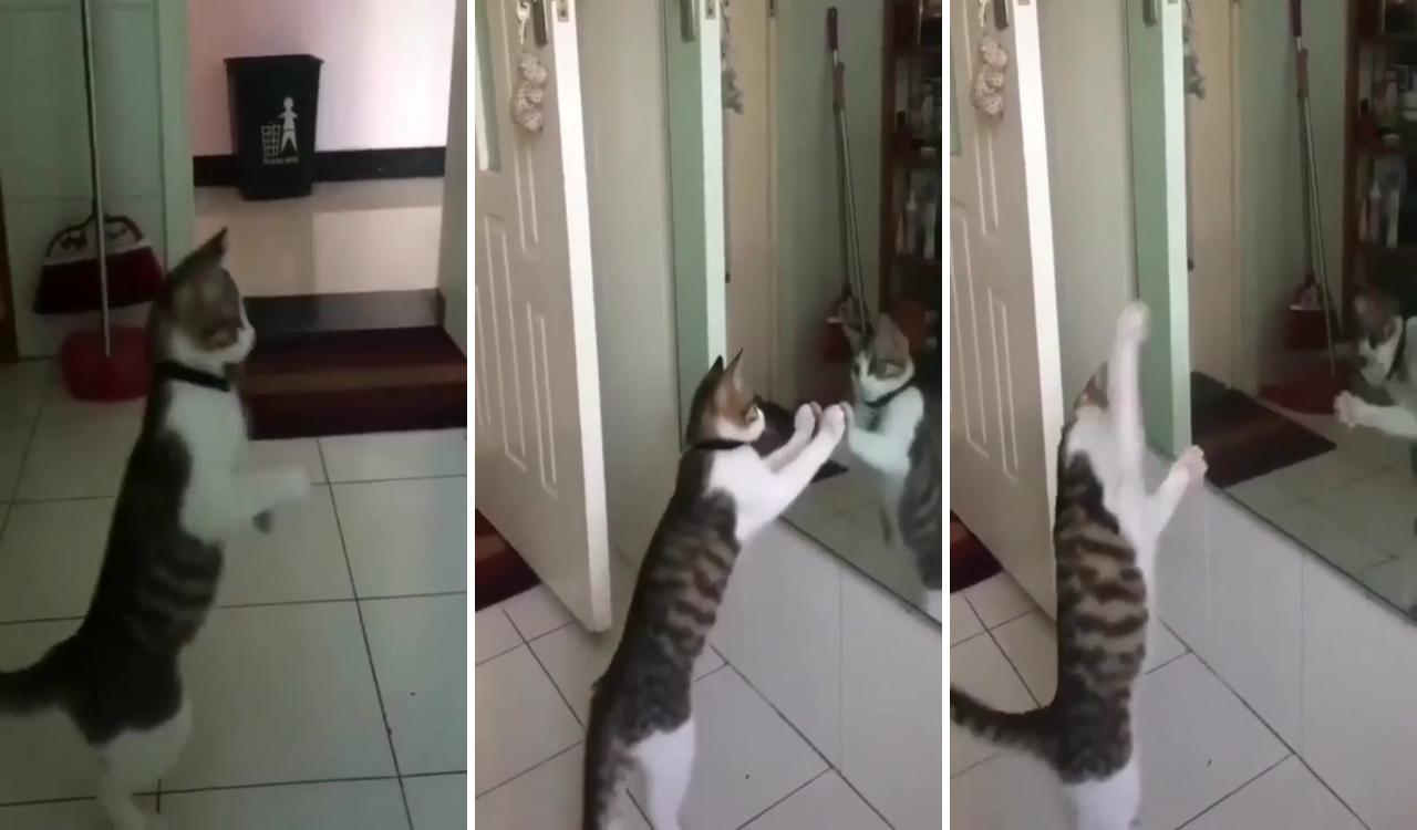 Funny animal memes; funny cat videos