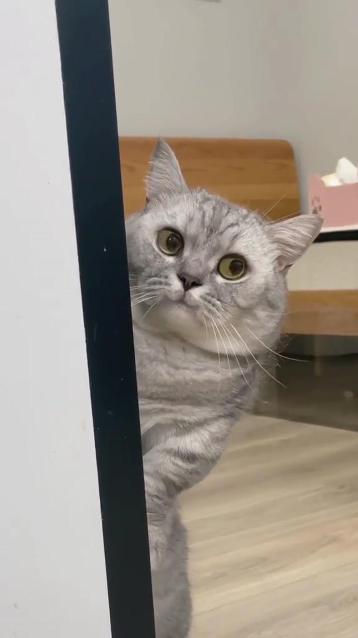 Funny cat video, cat sandwich; funny cute cats