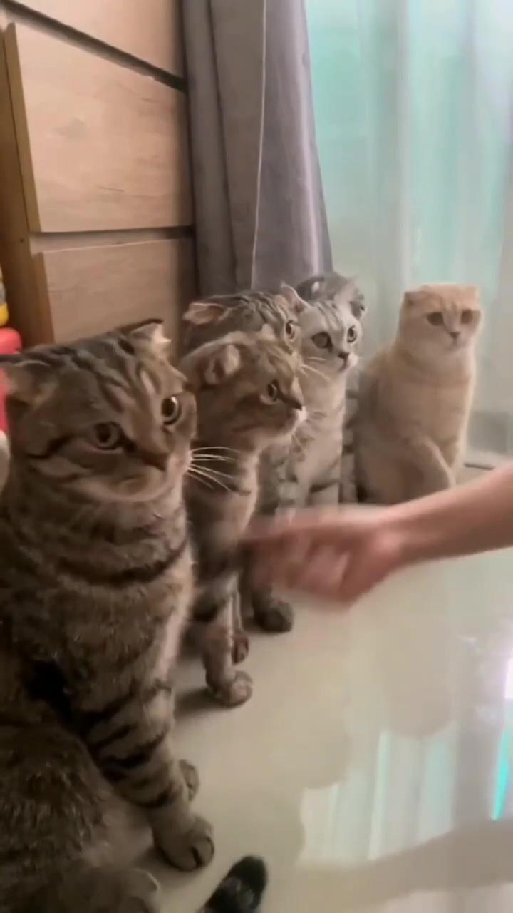 Funny cat videos hilarious; kitten love to bath