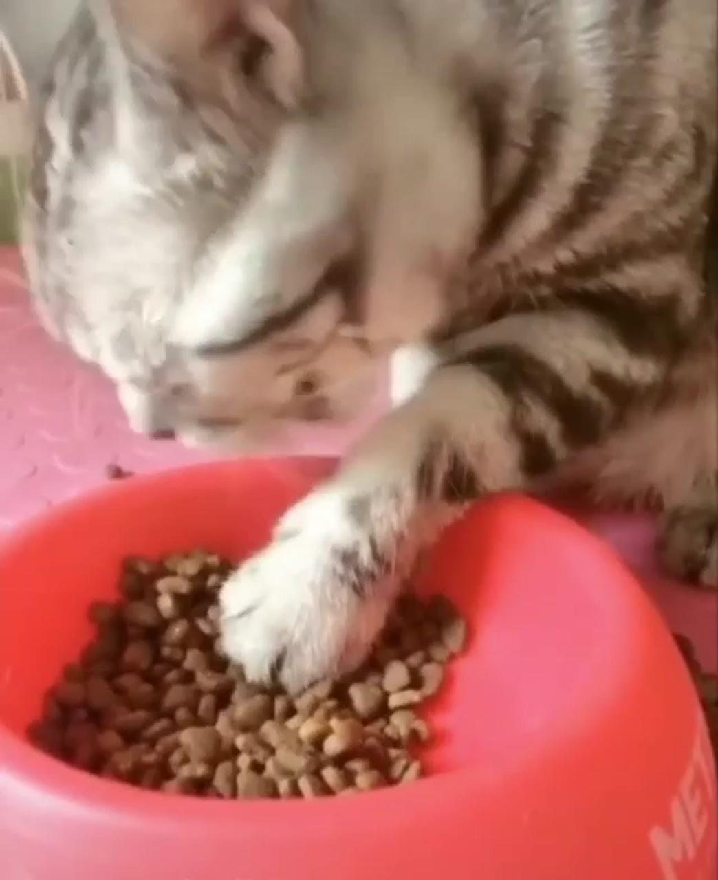 Funny way of eating ; cute cat gif