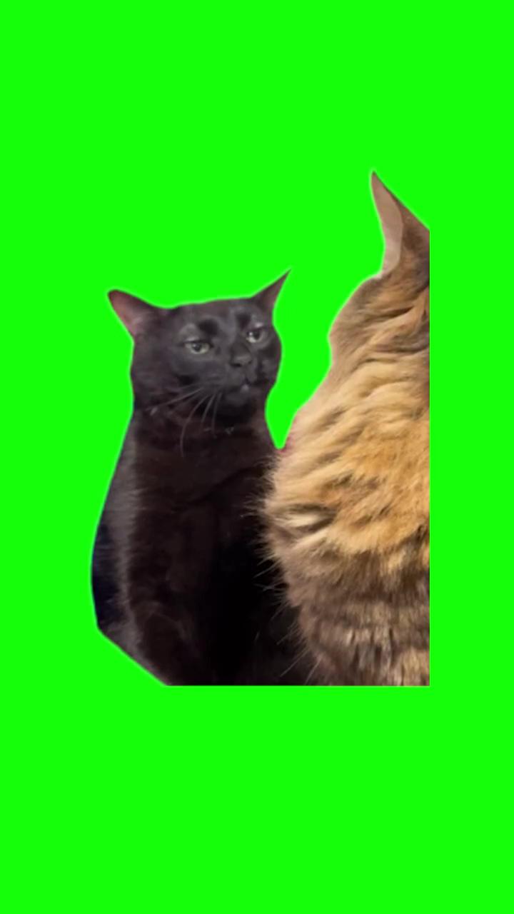 Green screen black cat zoning out meme; silly cats pictures