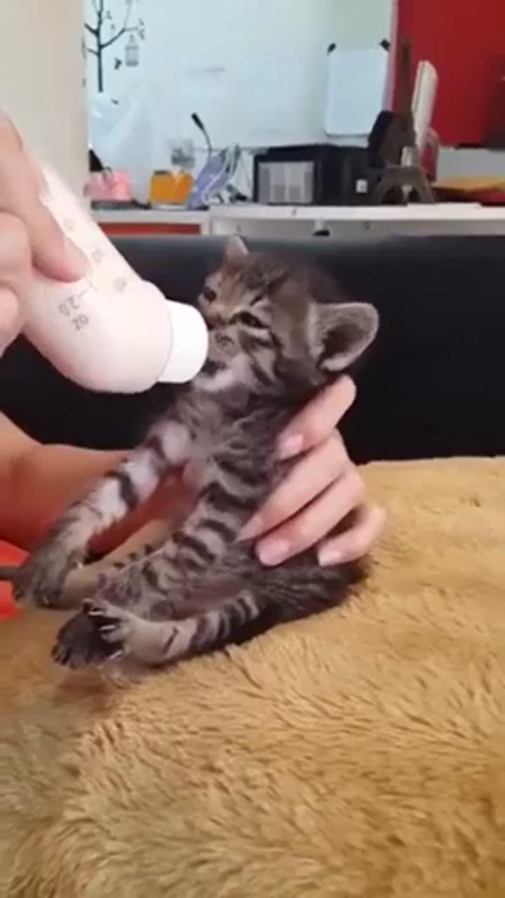 Hangry kitten drinks milk; cute cat gif