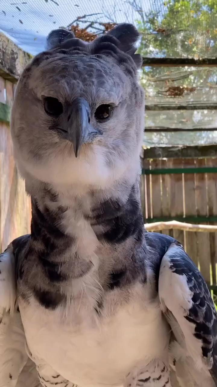 Harpy eagle; cardboard tube scratching post for a cat #cat #cute #dog #foryou #shorts #puppy
