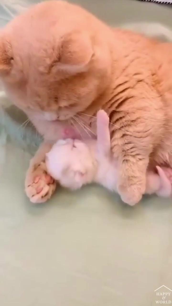 Hello baby welcome to this beautiful world; cute baby cats