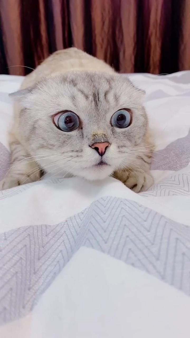 Her eyes; super cute kittens