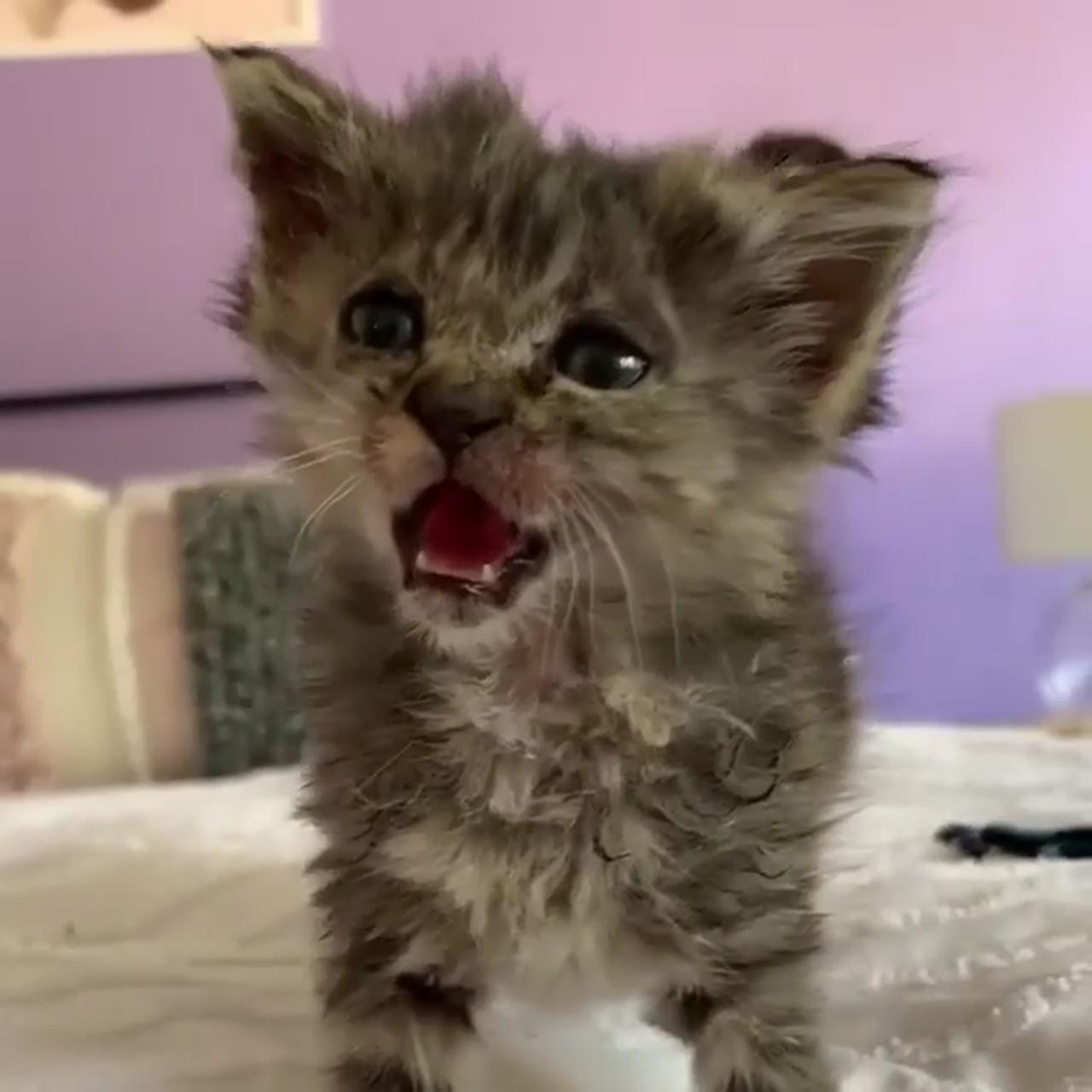 Hooman, hear me roarrr so fierce ; cute newborn cats