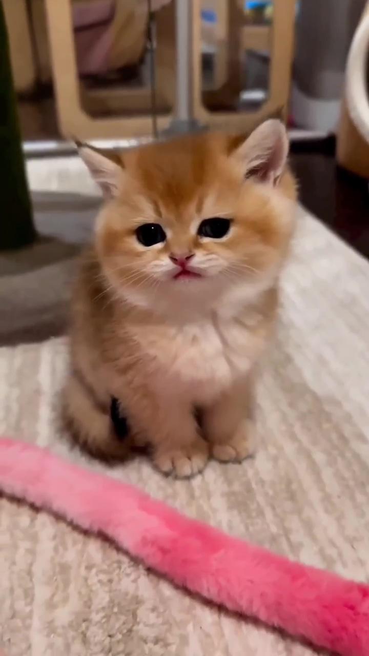 How cute ; cute little kittens