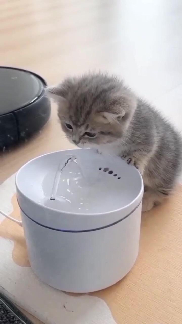 How cute way to drink water; cute little kittens