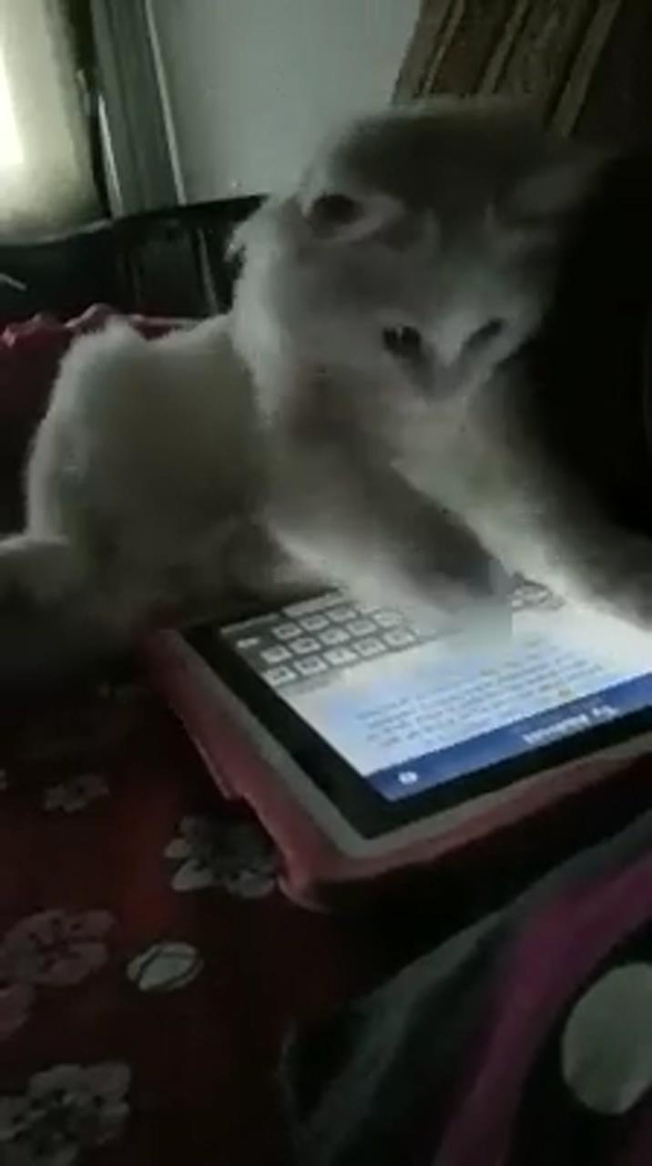 How to use ipad watch more cuteness on my youtube; cute kittens