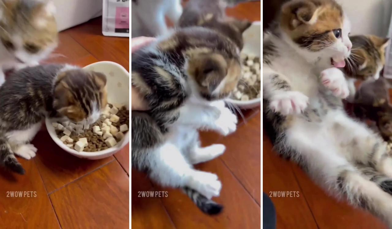 Hungry cat; cute cats and kittens