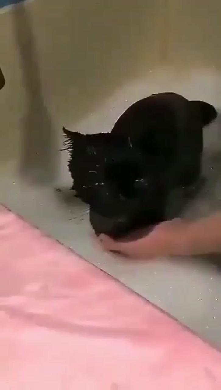 I really like to bathe ; cute kitten gif