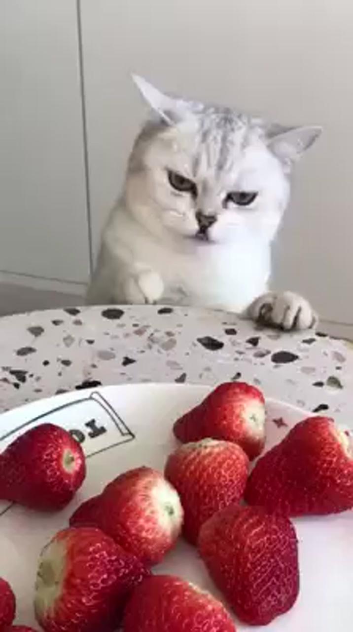 I want strawberries; cat info