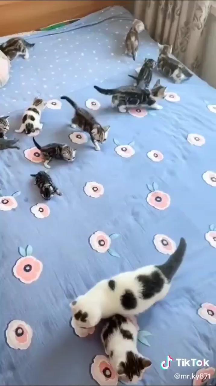 I want them all     ; cute kittens