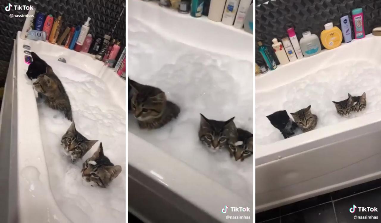 If you use this shitty app just for bathing cats, it can be acceptable ; cute little animals