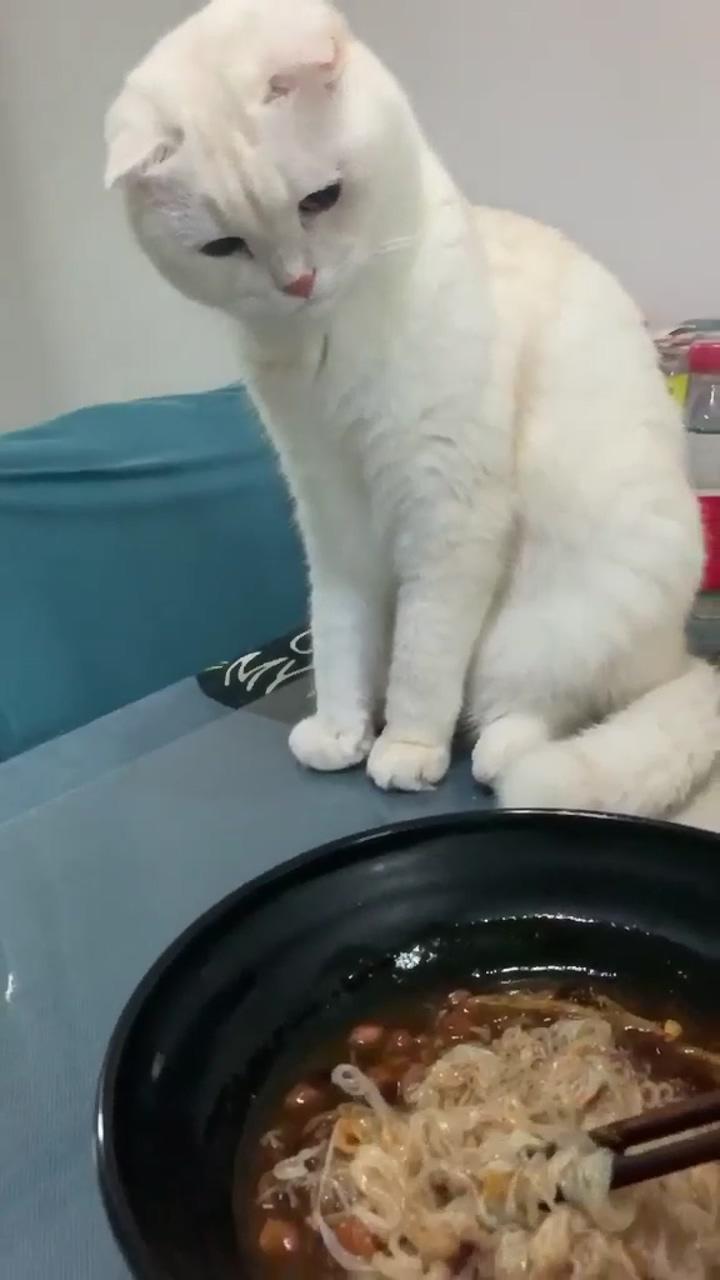 Is it tasty and yummmy meowm mom mom ; funny cats and dogs