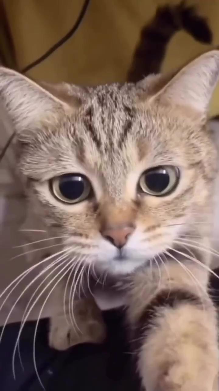 It's almost 20 sec gimme some food . cute kittens, kitten care, playful cats, cat behavior; cute cat, cats and kittens, cat aesthetic, adorable, kitty, funny cat