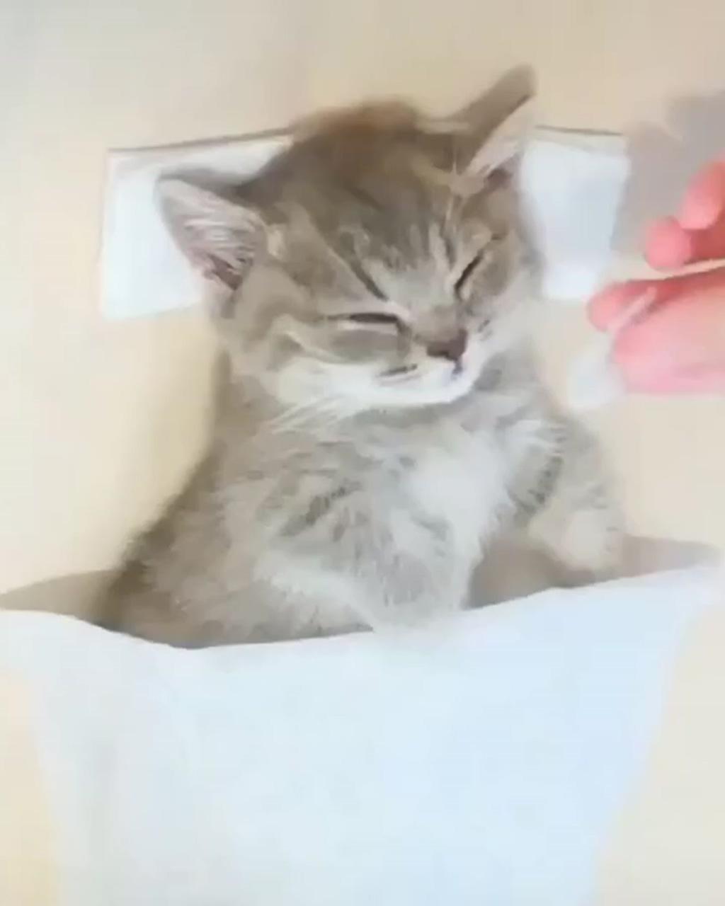 It's my massage time; cute baby cats