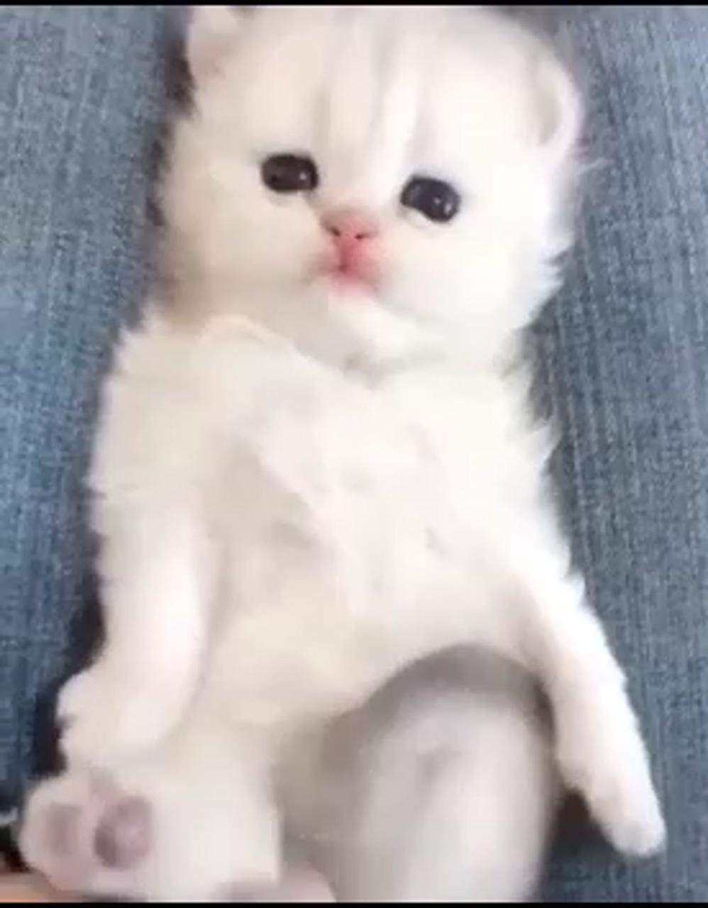 Kittens cutest baby; cute little kittens